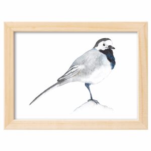 <strong>BACHSTELZE</strong> <br>Aquarell - Fine Art Print