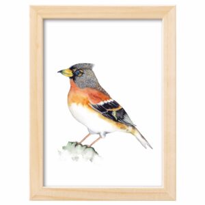 <strong>BERGFINK</strong> <br>Aquarell - Fine Art Print