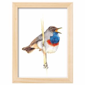 <strong>BLAUKEHLCHEN</strong> <br>Aquarell - Fine Art Print