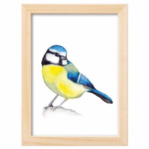 <strong>BLAUMEISE</strong> <br>Aquarell - Fine Art Print
