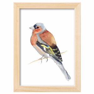 <strong>BUCHFINK</strong> <br>Aquarell - Fine Art Print