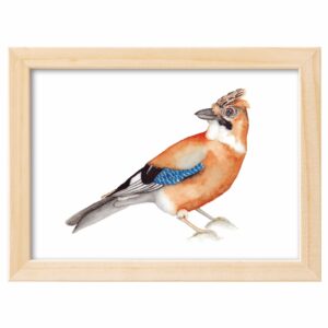 <strong>EICHELHÄHER</strong> <br>Aquarell - Fine Art Print