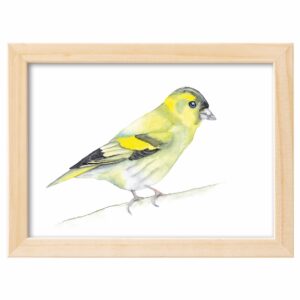 <strong>ERLENZEISIG</strong> <br>Aquarell - Fine Art Print