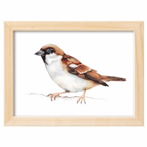 <strong>FELDSPERLING</strong> <br>Aquarell - Fine Art Print