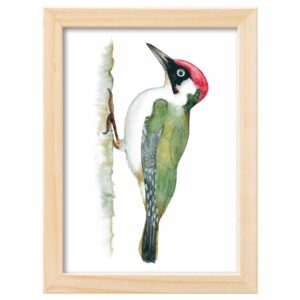 <strong>GRÜNSPECHT</strong> <br>Aquarell - Fine Art Print