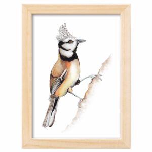 <strong>HAUBENMEISE</strong> <br>Aquarell - Fine Art Print