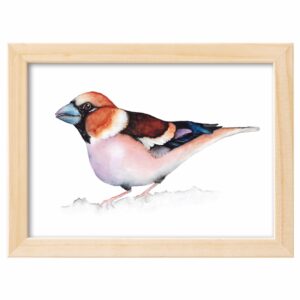 <strong>KERNBEISSER</strong> <br>Aquarell - Fine Art Print