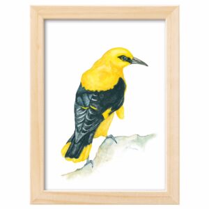 <strong>PIROL</strong> <br>Aquarell - Fine Art Print