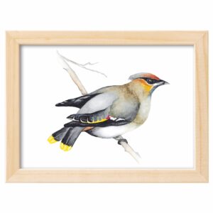 <strong>SEIDENSCHWANZ</strong> <br>Aquarell - Fine Art Print