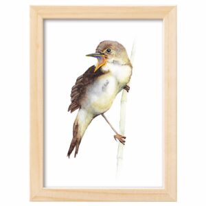<strong>SUMPFROHRSÄNGER</strong> <br>Aquarell - Fine Art Print