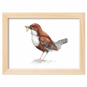 <strong>WASSERAMSEL</strong> <br>Aquarell - Fine Art Print