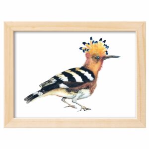 <strong>WIEDEHOPF</strong> <br>Aquarell - Fine Art Print