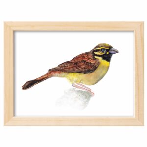 <strong>ZAUNAMMER</strong> <br>Aquarell - Fine Art Print